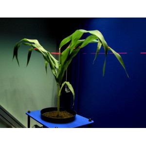 3D Scanner — лазерный 3D сканер структурного имиджинга для фенотипирования растений