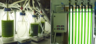 Исследователи из ТПУ создали сельскохозяйственный биореактор