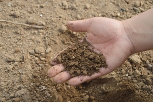 Российские учёные будут очищать почву от токсичных металлов пыреем и пшеницей