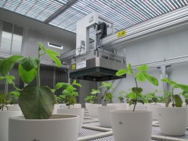 Фенотипирование растений: что это, задачи и основные приборы