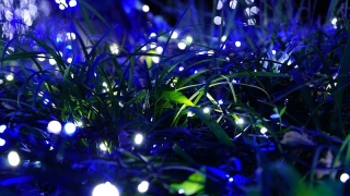 Учёные создали светящиеся растения, способные к фотосинтезу