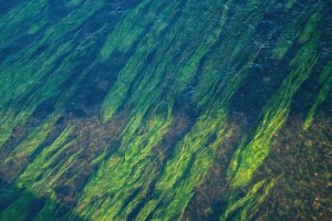 Справиться с глобальным потеплением помогут водоросли