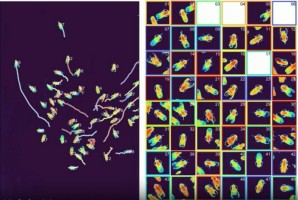 Гигапиксельный микроскоп позволил записать видео с движущимися муравьями
