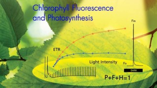 Измеряемые и рассчитываемые параметры флуоресценции хлорофилла, применяемые при изучении фотосинтеза