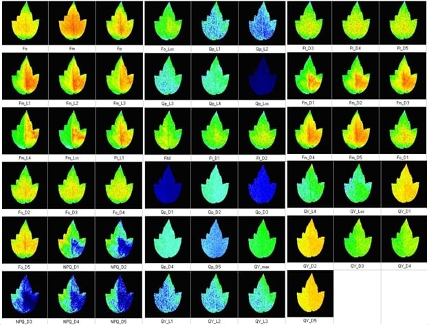 Образы работы системы Open FluorCam FC 800-O для имиджинга флуоресценции хлорофилла